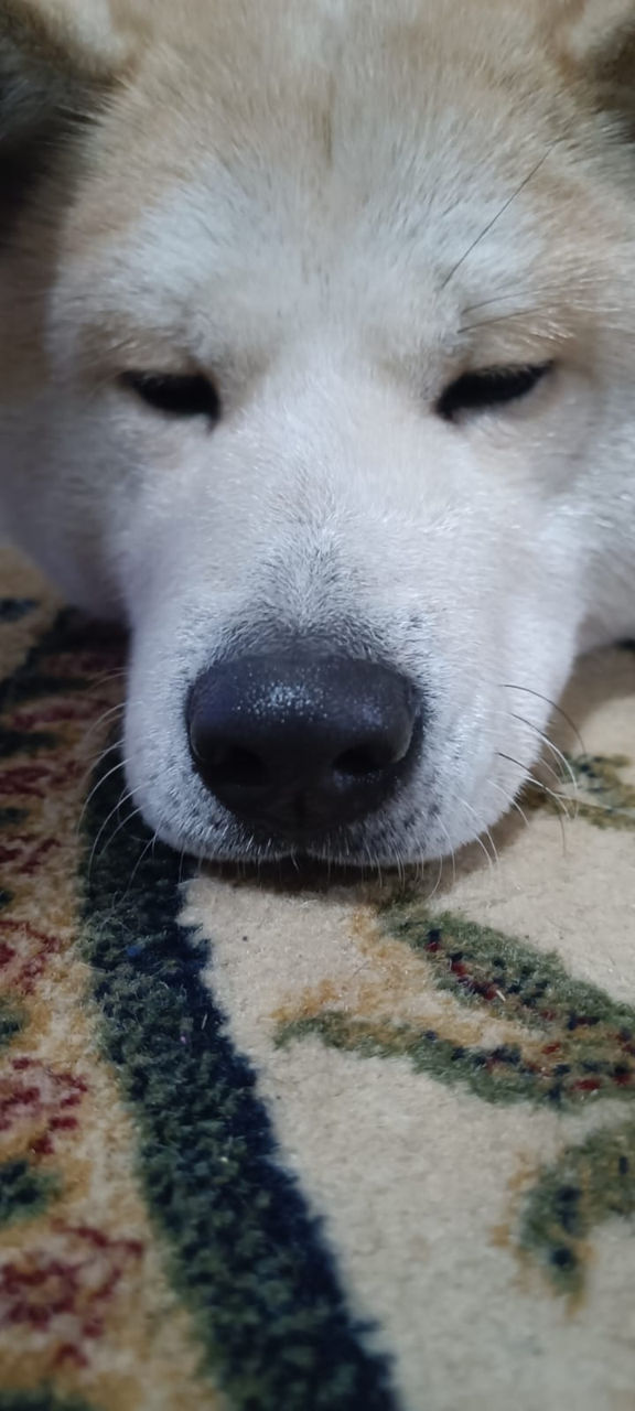Akita  foto 7