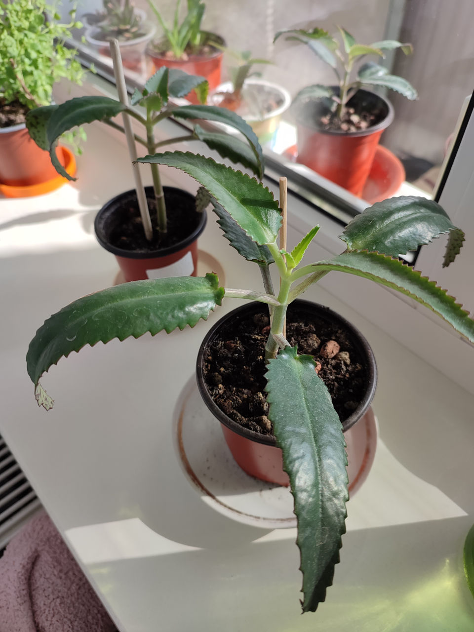 Каланхоэ 20 лей