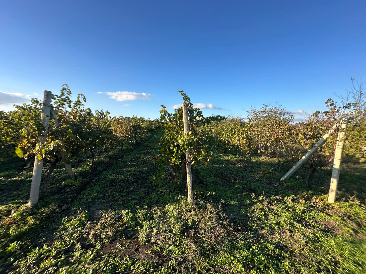 Vindem Teren Agricol cu Livadă 10ha+viță de vie 4ha+5ha  teren arabil. Țepoaia, comunaTigheci, Leova foto 9