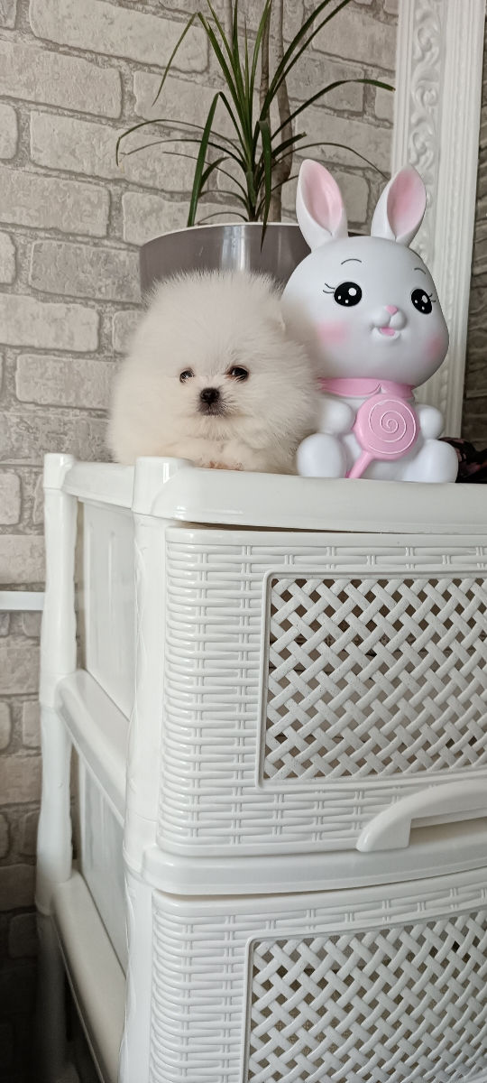 Мини померанский шпиц (mini-toy) foto 3