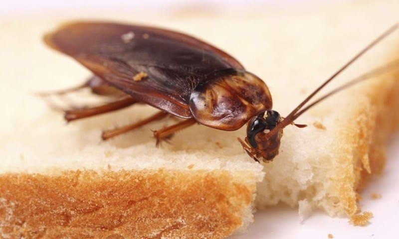 Eliminam: Gindaci de bucatarie(taracani), Plosnite(clopi), Purici, Soareci, Sobolani etc. foto 2