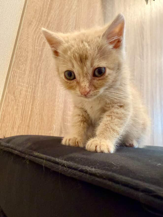 Срочно нужно дом котятам! Помогите спасти малышей foto 9