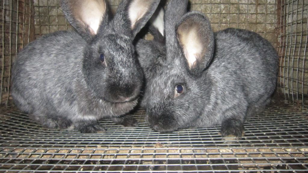 Кролики купить краснодарский. Продаются кролики. Фото кролика на продажу. Серебристый кролик в Республике Алтай описание. Где сейчас продают кроликов?.