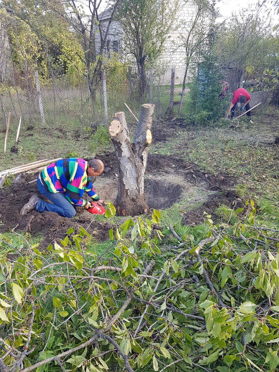 Scoatem radacini,tulpini. Выкарчевка деревьев и пеньков уборка территории foto 0