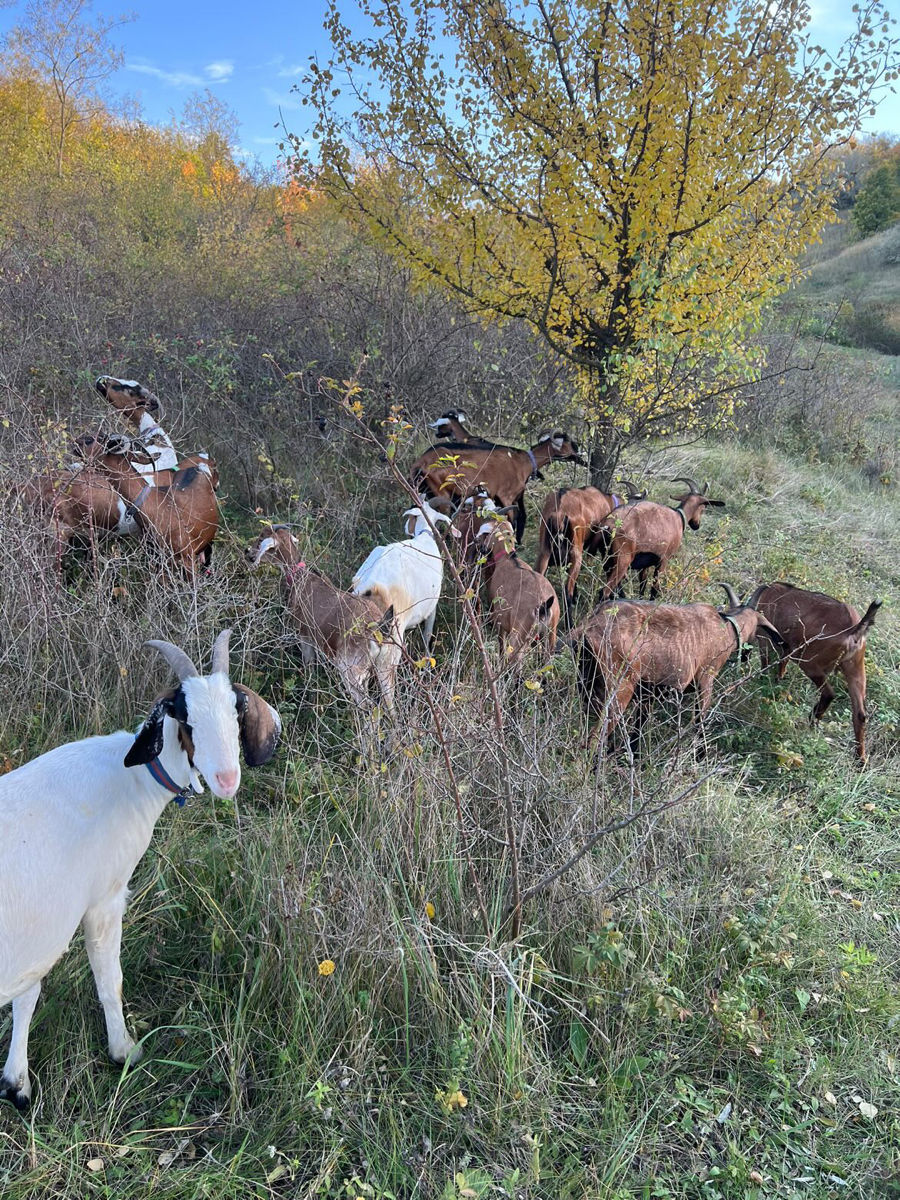 Lapte de capră de rasă Alpină Franceză!!!