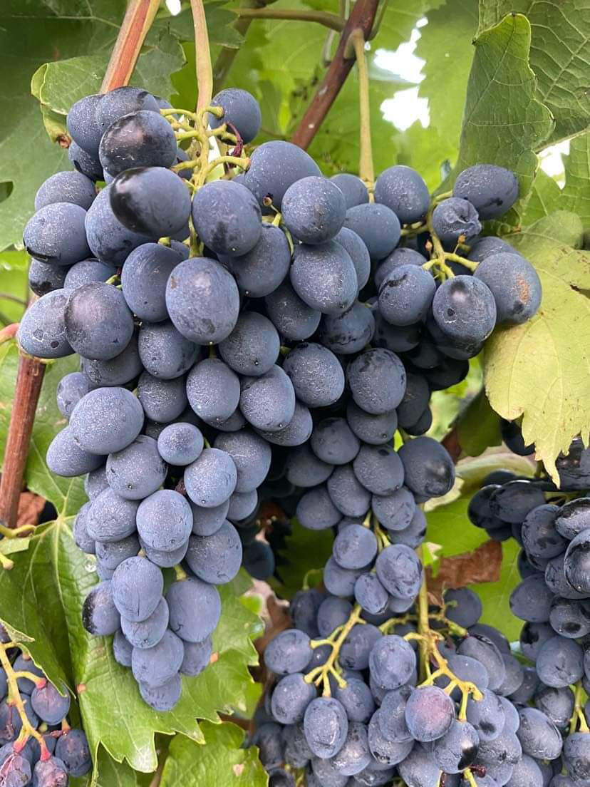 poama-moldova