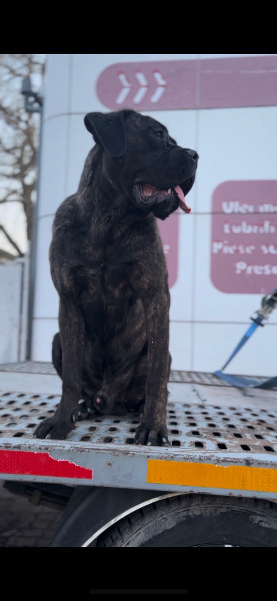 Кани корсо для связки foto 1