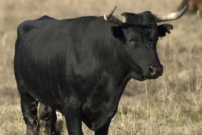 Primim la carne si crestere ! Cirlani Oi Capre Cai Vaci Buhai Junci Vitei Закупаю коров быков телят foto 1