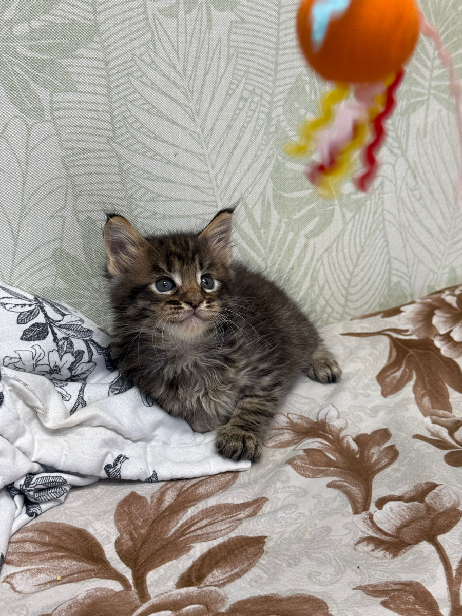 Котята Майн Кун , ищут семью фото 2