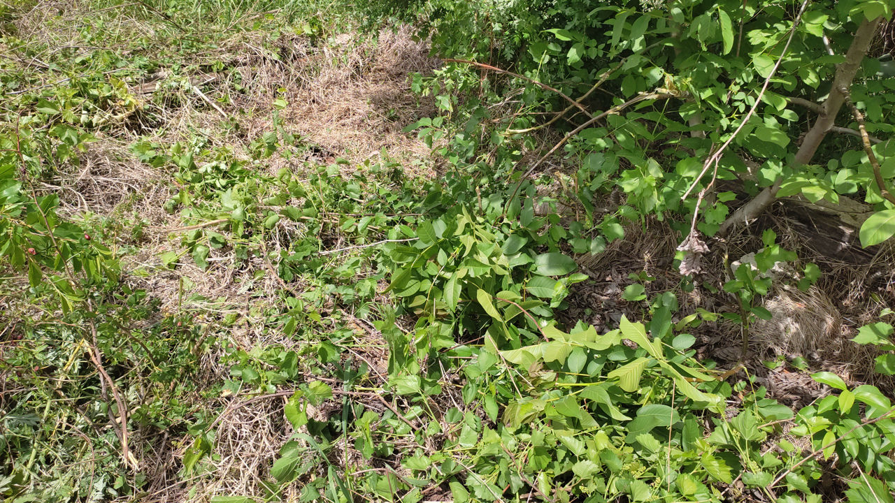 Ofer  servicii    cosit  iarba, puieți de vișin  cu motocoasa foto 6