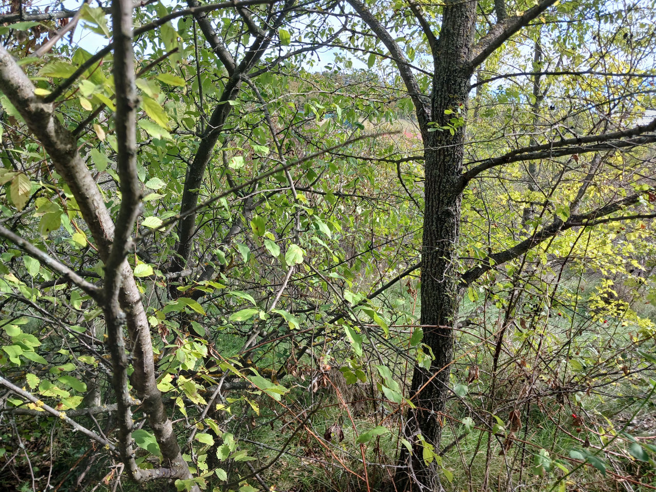 Teren / gradina la Stauceni foto 1