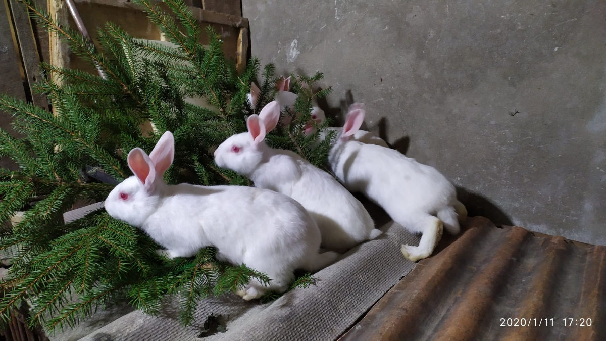 Чистопородные кролики.Продам самцов и самок Панон на племя в Бельцах foto 0