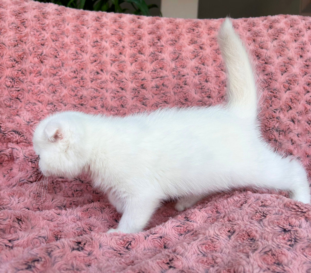 Котята от белого скоттиш фолда с голубыми глазами ! Чудо ангелочки! Продам дорого ! фото 4