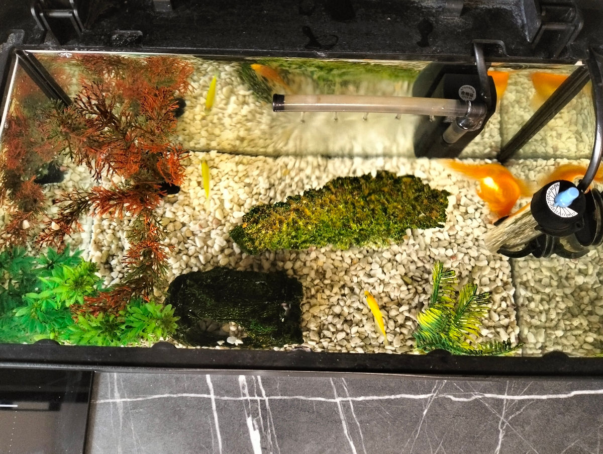 Acvarium cu pesti foto 7