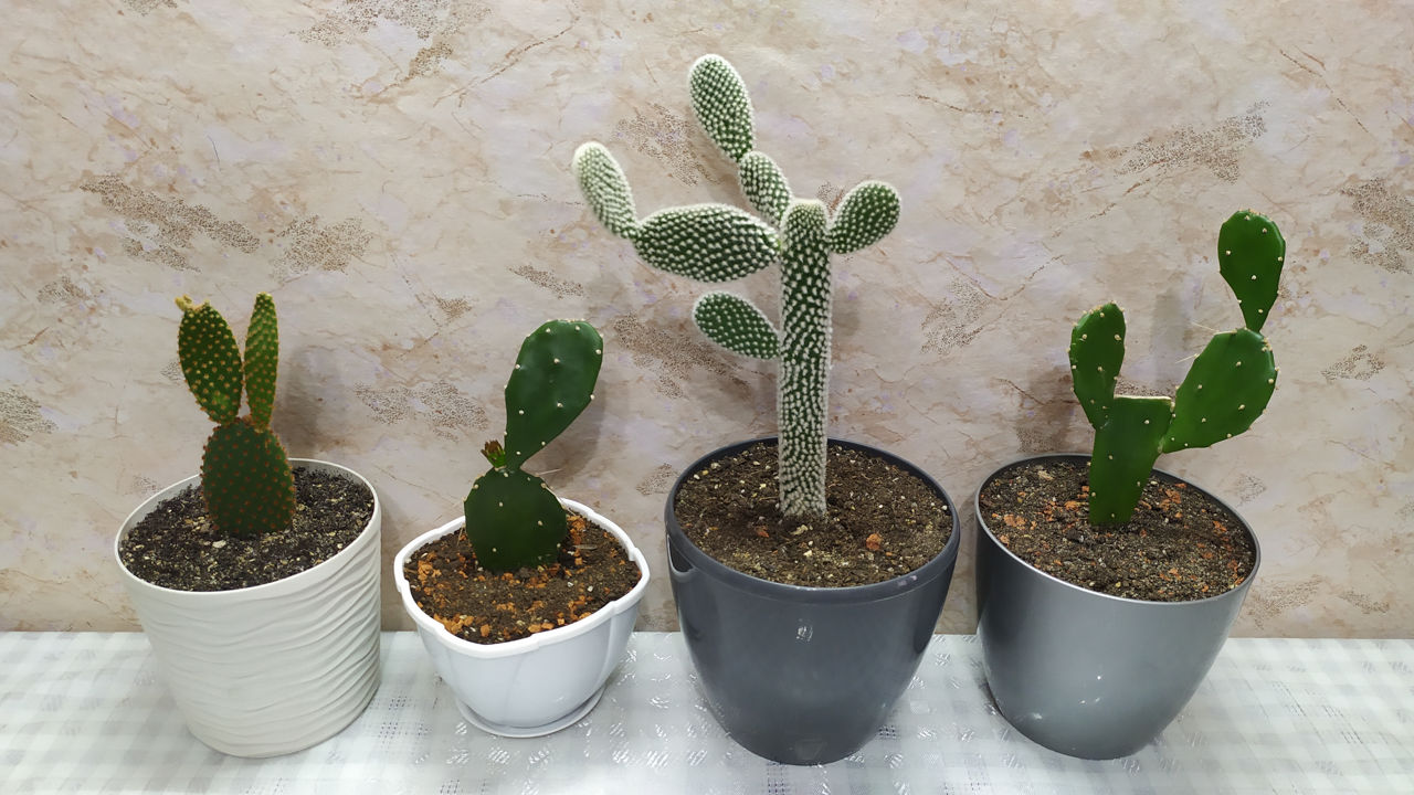 Cactus.Livrare. / Кактус. Доставка. foto 1