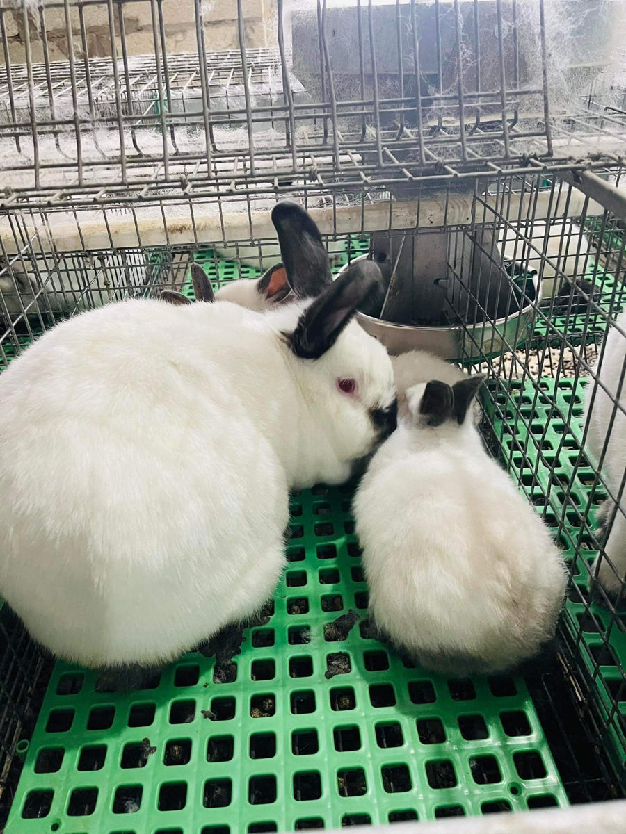Iepuri,carne de iepure, rasa panon și California foto 4