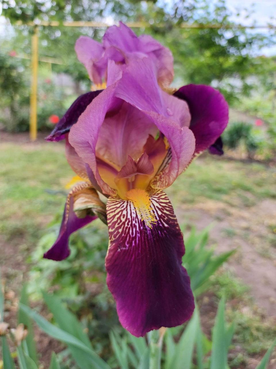 Iris Germanica. foto 2