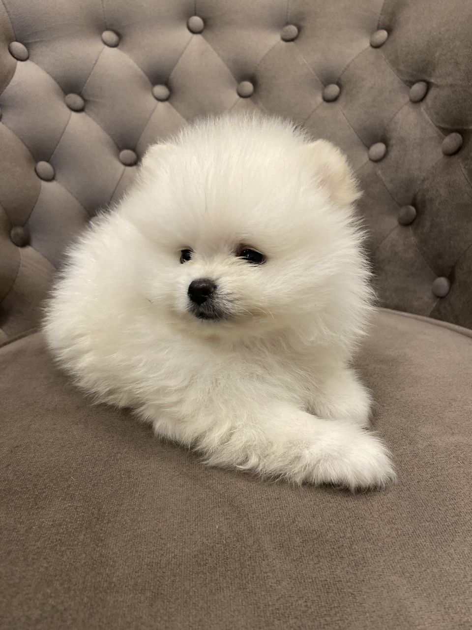 Spit Pomeranian foto 4