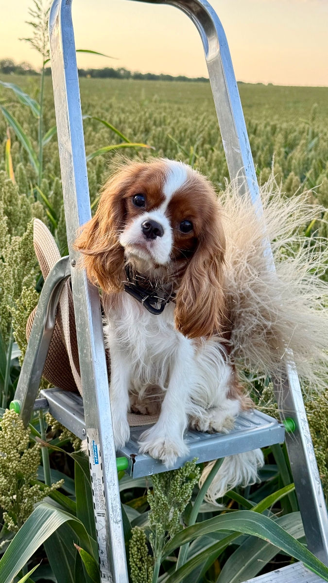 Кавалер чарльз кинг спаниель Cavalier King Charles Spaniel foto 2