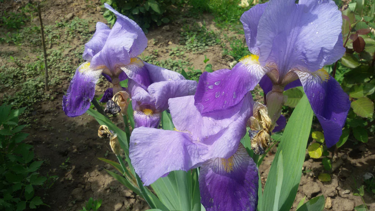Iris Germanica. foto 9