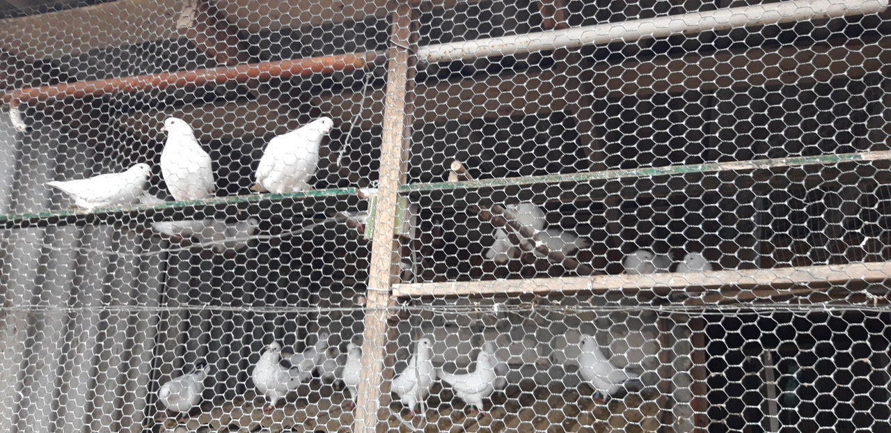 Vind porumbei king / продаются голуби кинг foto 1