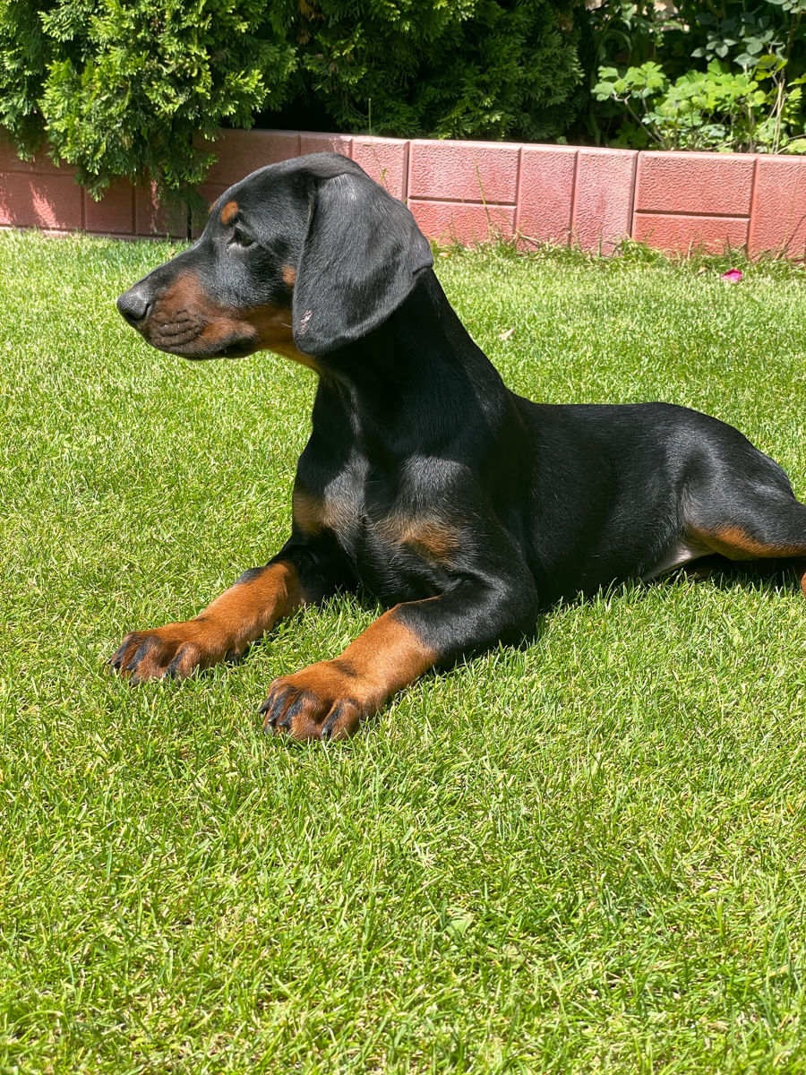 Doberman  foto 3