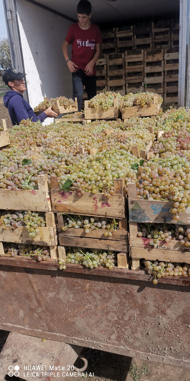 VITA DE VIE MUSCAT OTTONELL - Vitis vinifera Muscat Ottonel