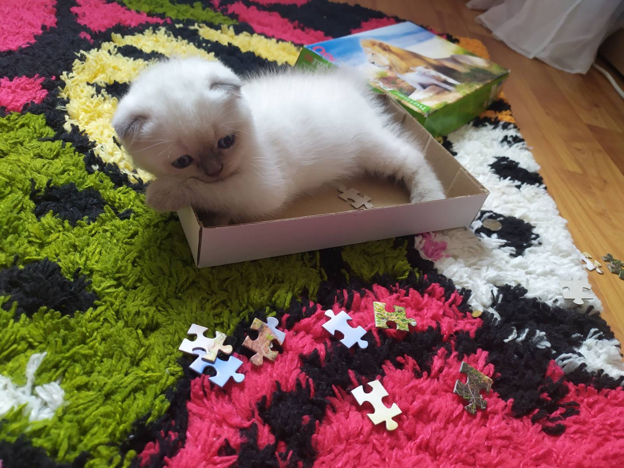 Шотландские котята