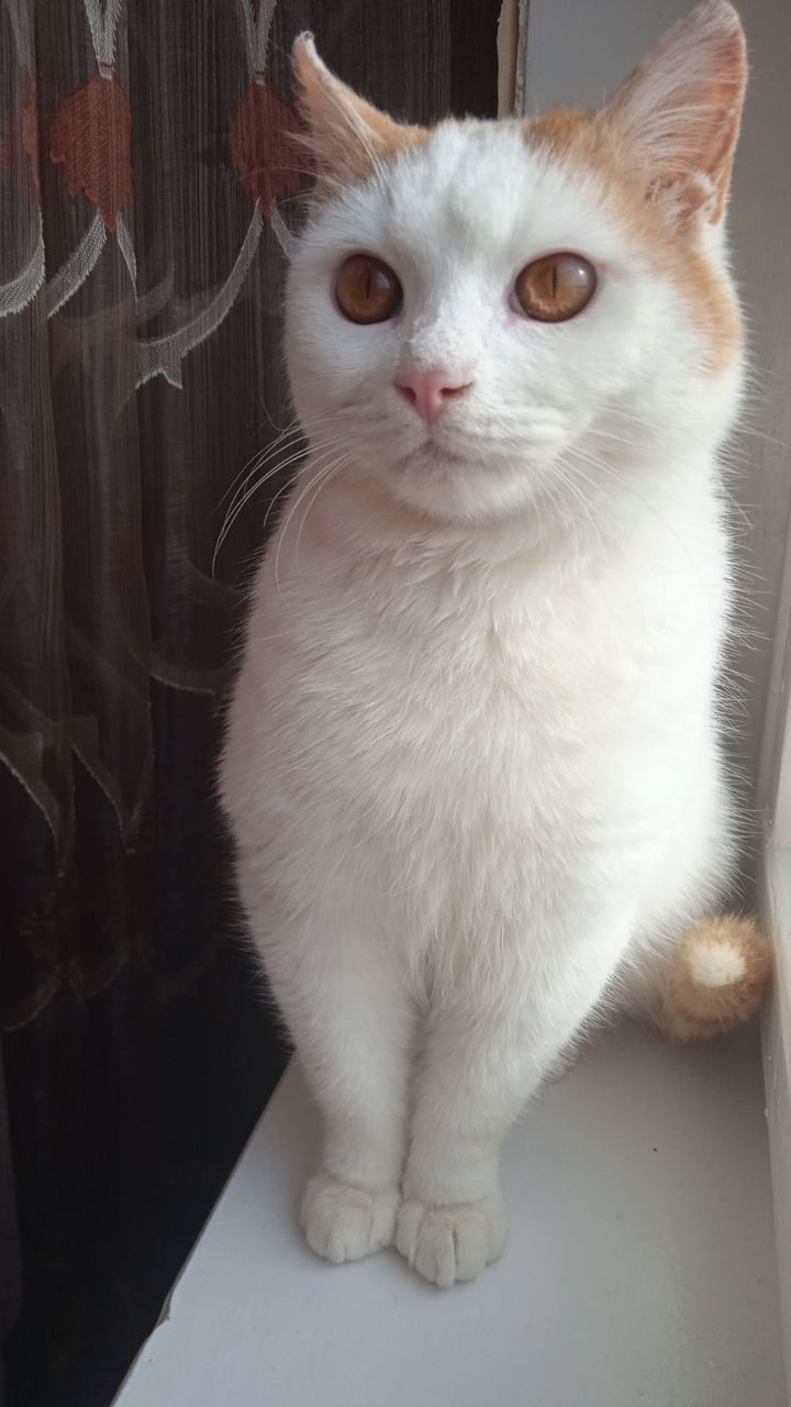 необыкновенно нежный домашний котик ищет дом