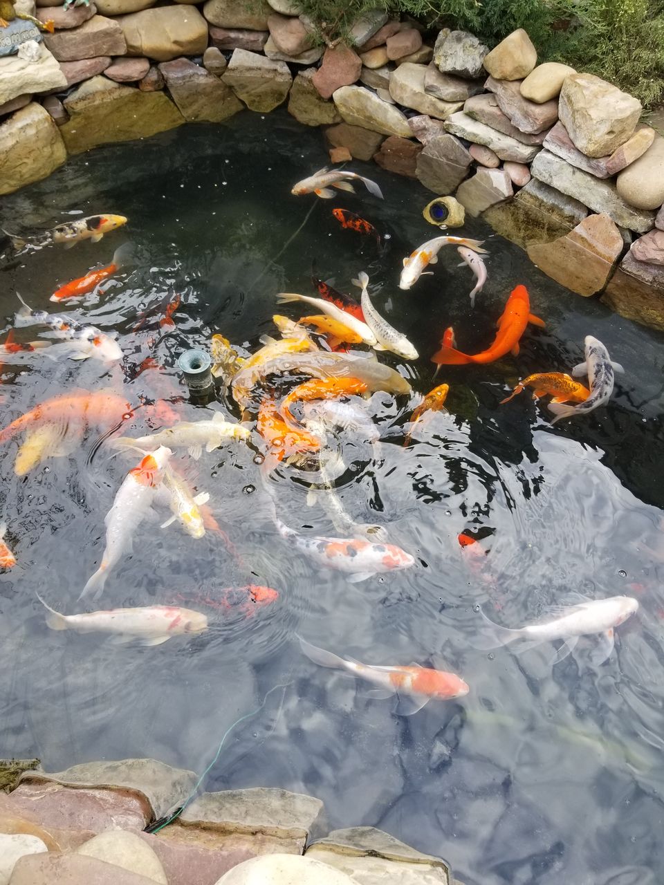 Karp-Koi peşti de vânzare ( avem și micuți ) foto 3
