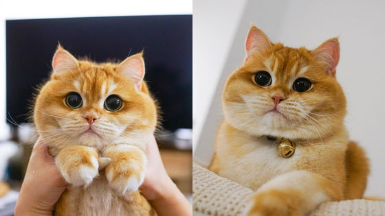 Котенок из Нью-Йорка меньше чем за год успел покорить соцсети