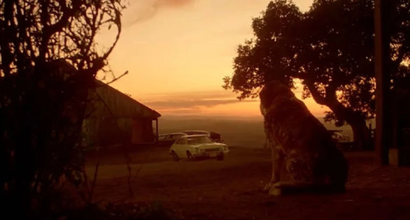 „Cujo” de Stephen King va primi o nouă ecranizare