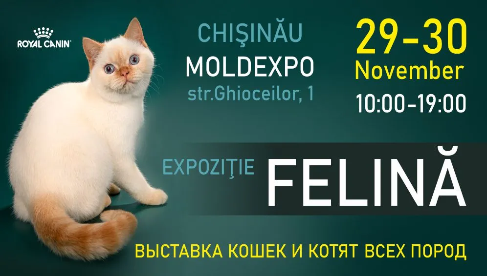 Выставка Kошек и Kотят