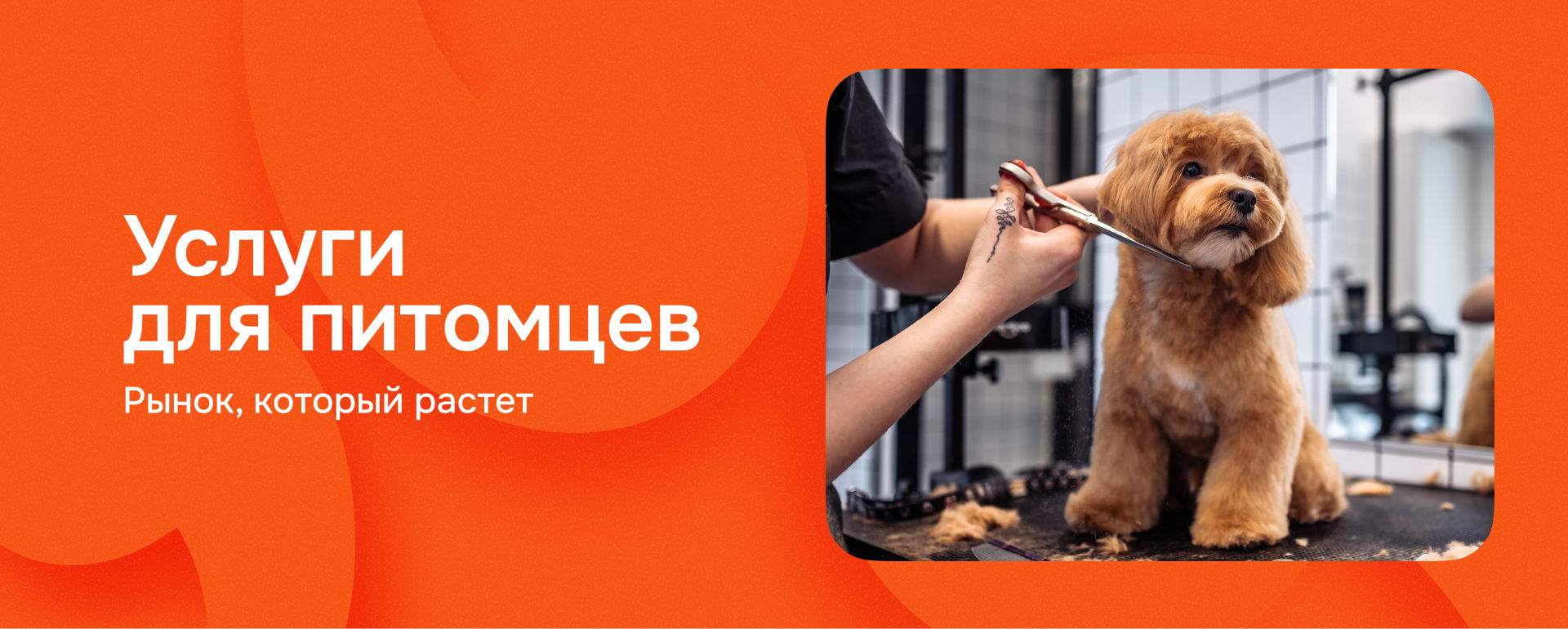 Груминг и отели для животных в Молдове: растущий тренд среди владельцев