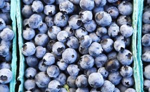 7 Unexpected Benefits of Blueberries You Probably Didn’t Know About