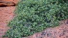 Specii de plante necunoscute, găsite pe stânca sacră Uluru din Australia