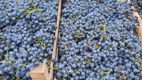 Iarmaroc la Piața Avicolă: Struguri și produse de vinificație