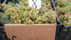 Iarmaroc la Piața Avicolă: Struguri și produse de vinificație