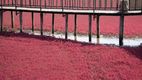Imagini spectaculoase: Cum a apărut plaja roșie din China