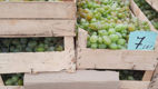 Iarmaroc la Piața Avicolă: Struguri și produse de vinificație