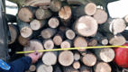 Tăieri ilegale la Nisporeni: Mai mulți stejari și frasini, defrișați