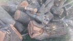 Dezastru filmat pe drum. Alertă: Copaci tăiați ilegal la Hâncești