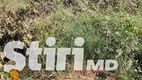 Dezastru filmat pe drum. Alertă: Copaci tăiați ilegal la Hâncești