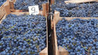 Iarmaroc la Piața Avicolă: Struguri și produse de vinificație