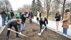 Alee de sakura, salcâmi și salcii, plantată în Parcul La Izvor