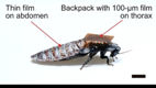 Cum va fi folosit gândacul-robot creat de cercetători