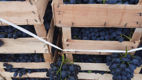 Iarmaroc la Piața Avicolă: Struguri și produse de vinificație