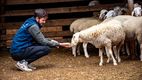 Oieritul, o afacere de succes: 5 ferme din Borogani, modernizate de UE