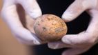 Un ou de găină, vechi de 1.000 de ani, a fost descoperit intact
