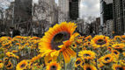 Ziua Unității Ucrainene, marcată la New York printr-o expoziție de floarea-soarelui